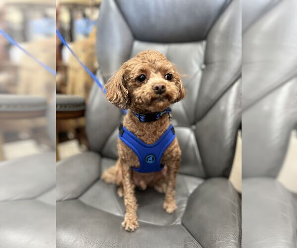 Medium Photo #2 Shih-Poo Puppy For Sale in Mundelein, IL, USA