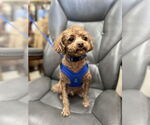 Small #1 Shih-Poo