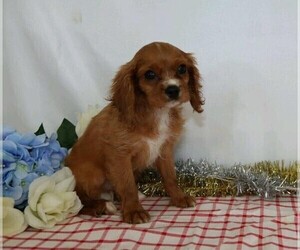 Cavalier King Charles Spaniel Puppy for sale in FREDERICKSBG, OH, USA