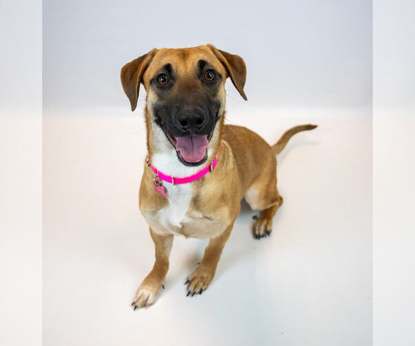 Medium Photo #6 Mutt Puppy For Sale in Kennesaw, GA, USA