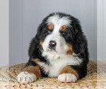 Small #4 Bernese Mountain Dog