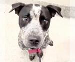 Small #1 Mutt