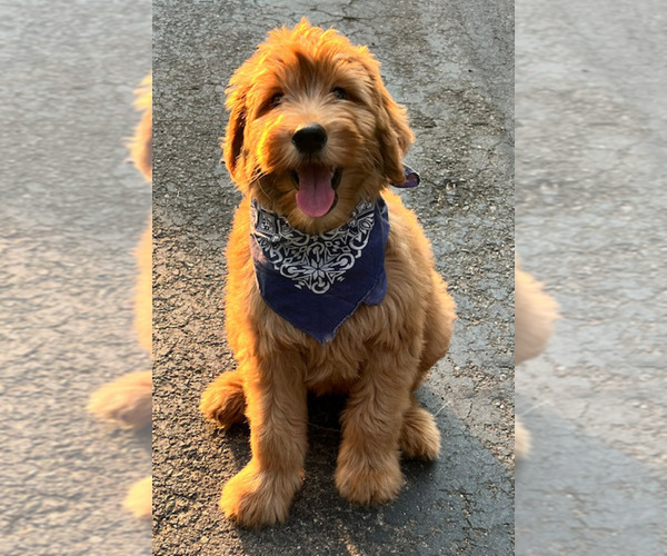 Medium Photo #4 Goldendoodle Puppy For Sale in IRVINE, CA, USA