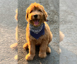 Small Photo #4 Goldendoodle Puppy For Sale in IRVINE, CA, USA