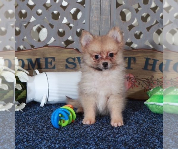 Medium Photo #2 Pomeranian Puppy For Sale in MOUNT VERNON, OH, USA