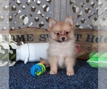 Small #1 Pomeranian