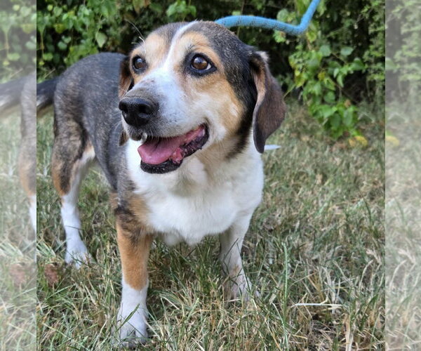 Medium Photo #3 Beagle-Unknown Mix Puppy For Sale in Anniston, AL, USA
