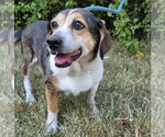 Small #2 Beagle Mix