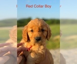 Small Photo #3 Golden Retriever Puppy For Sale in TOMPKINSVILLE, KY, USA