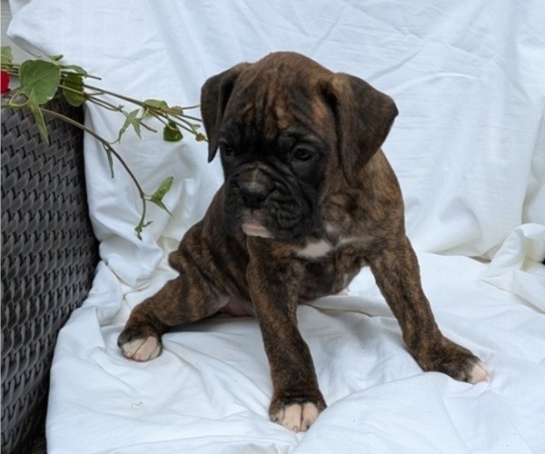 Medium Photo #4 Boxer Puppy For Sale in GOSHEN, IN, USA