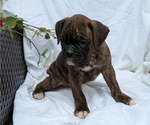Small Photo #36 Boxer Puppy For Sale in GOSHEN, IN, USA