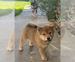 Small #5 Shiba Inu