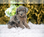 Small #1 Poodle (Standard)
