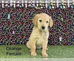 Small Photo #15 Golden Retriever Puppy For Sale in CORONA, CA, USA