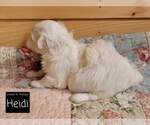 Small Photo #1 Maltese Puppy For Sale in MOUNTAIN GROVE, MO, USA