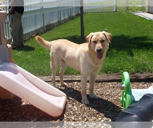 Father of the Labrador Retriever puppies born on 06/26/2025