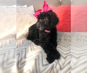 Poodle (Standard) Puppy for sale in FORT LAUDERDALE, FL, USA
