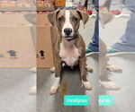 Small American Pit Bull Terrier-Plott Hound Mix