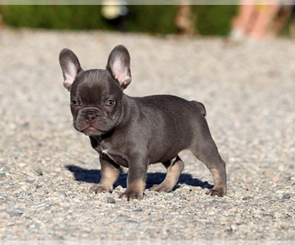 Medium Photo #6 French Bulldog Puppy For Sale in LITTLEROCK, CA, USA