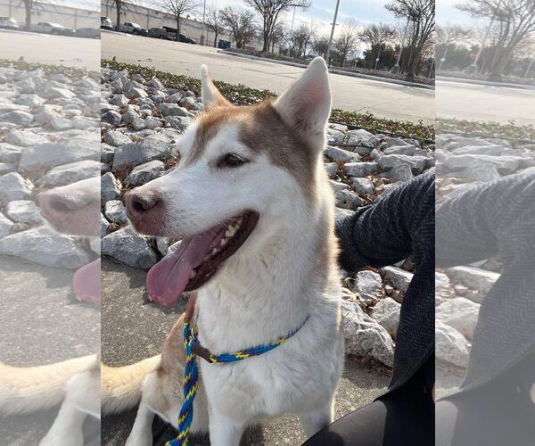 Medium Photo #6 Siberian Husky-Unknown Mix Puppy For Sale in Rowlett, TX, USA