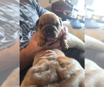 Small #11 English Bulldog