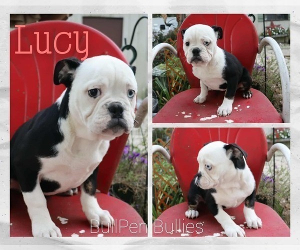 Medium Photo #4 Olde English Bulldogge Puppy For Sale in PINE VILLAGE, IN, USA
