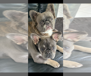 Mother of the French Bulldog puppies born on 11/08/2025