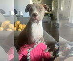 Small #3 American Pit Bull Terrier Mix