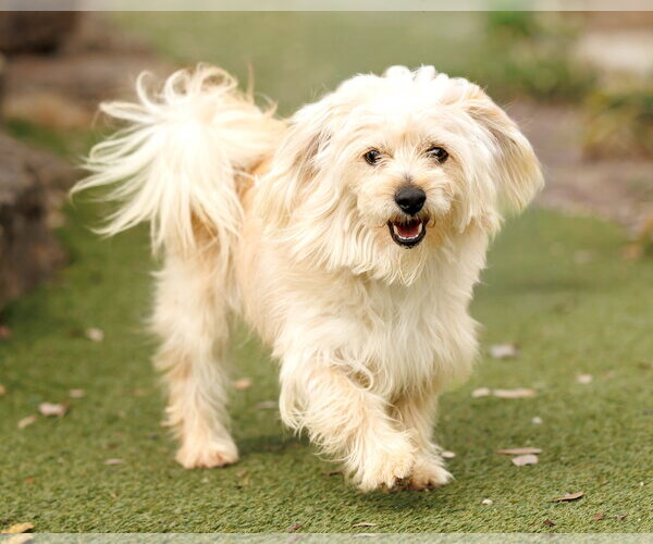 Medium Photo #7 Havamalt Puppy For Sale in McKinney, TX, USA