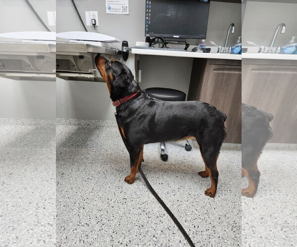 Medium Photo #2 Rottweiler Puppy For Sale in Tampa, FL, USA