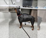 Small #1 Rottweiler