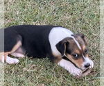 Small #1 Labrador Retriever Mix
