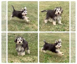 Maltese-Miniature Australian Shepherd Mix Puppy for sale in MENTONE, IN, USA