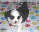 Small #6 Maltipoo