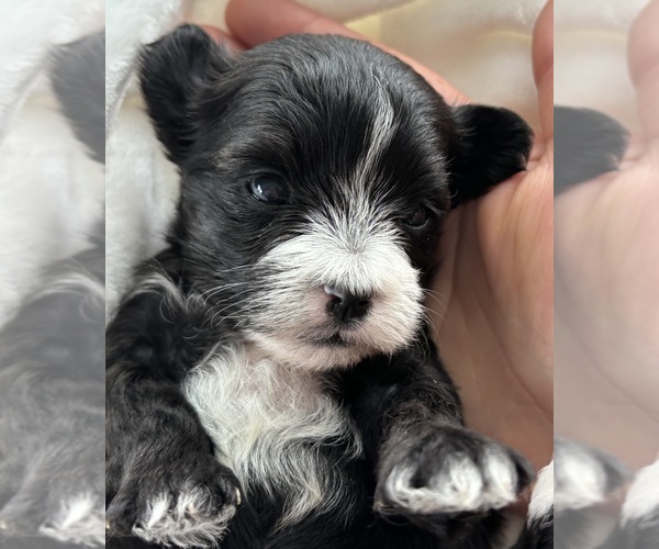 Medium Photo #6 Morkie Puppy For Sale in ROCK STREAM, NY, USA