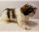 Small Photo #10 Shih Tzu Puppy For Sale in BEVIS, OH, USA