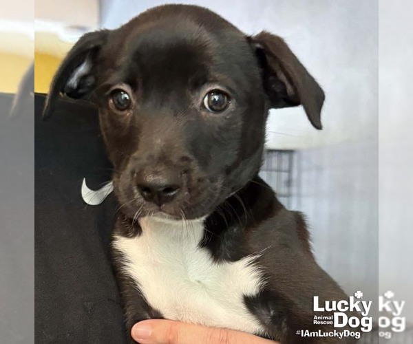 Medium Photo #2 Labrador Retriever-Unknown Mix Puppy For Sale in Washington, DC, USA