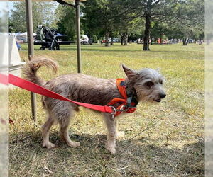 Mutt Dogs for adoption in Forest, VA, USA