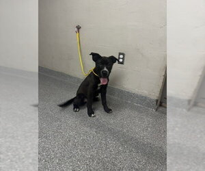Labrador Retriever-Unknown Mix Dogs for adoption in Pasadena, TX, USA