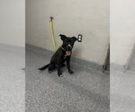 Small Labrador Retriever Mix