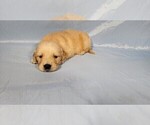 Small #2 Golden Retriever
