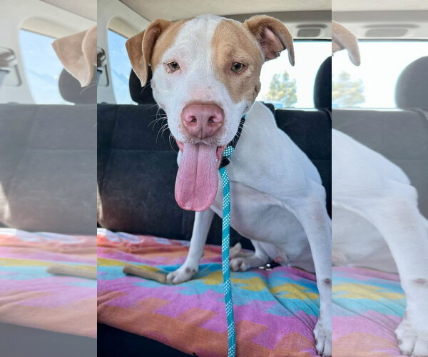Medium Photo #8 American Pit Bull Terrier-Unknown Mix Puppy For Sale in Redlands, CA, USA