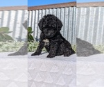 Small #10 Poodle (Toy)