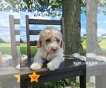 Puppy Sammy Goldendoodle (Miniature)