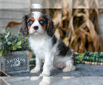 Puppy Pearl Cavalier King Charles Spaniel
