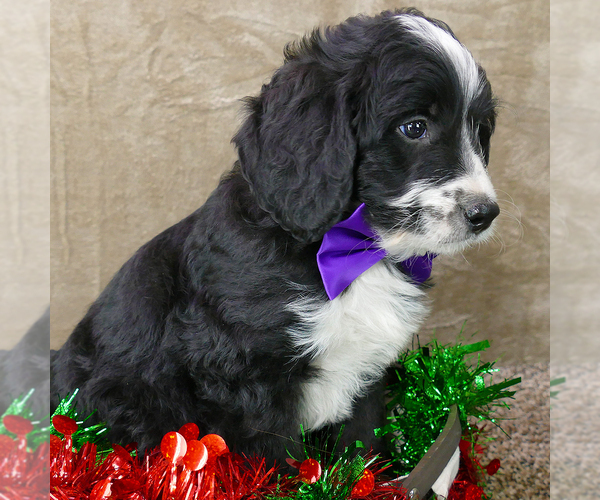 Medium Photo #3 Bernedoodle (Miniature) Puppy For Sale in ROY, UT, USA