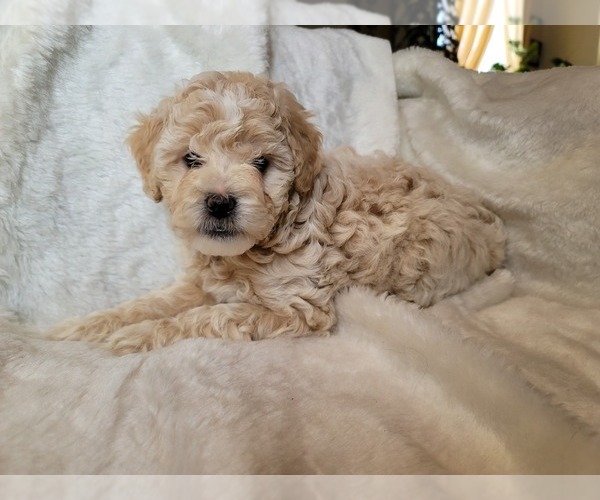 Medium Photo #15 Lhasa Apso Puppy For Sale in PHOENIX, AZ, USA