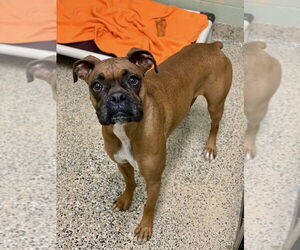 Boxer Dogs for adoption in Austin, TX, USA