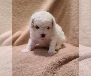 Morkie Puppy for sale in MCCOMBS, KY, USA