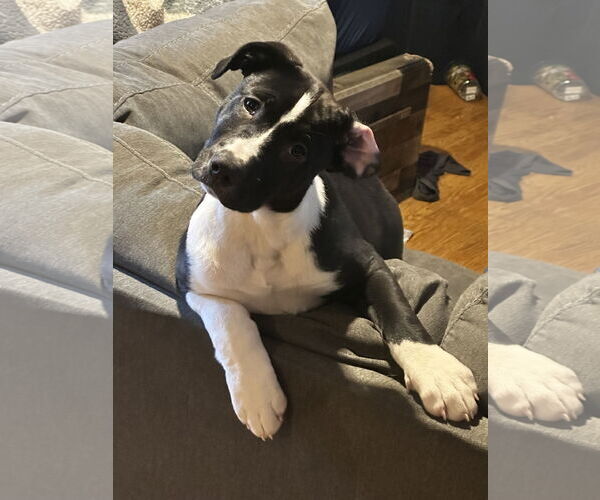 Medium Photo #3 Shepradors Puppy For Sale in Princeton, MN, USA